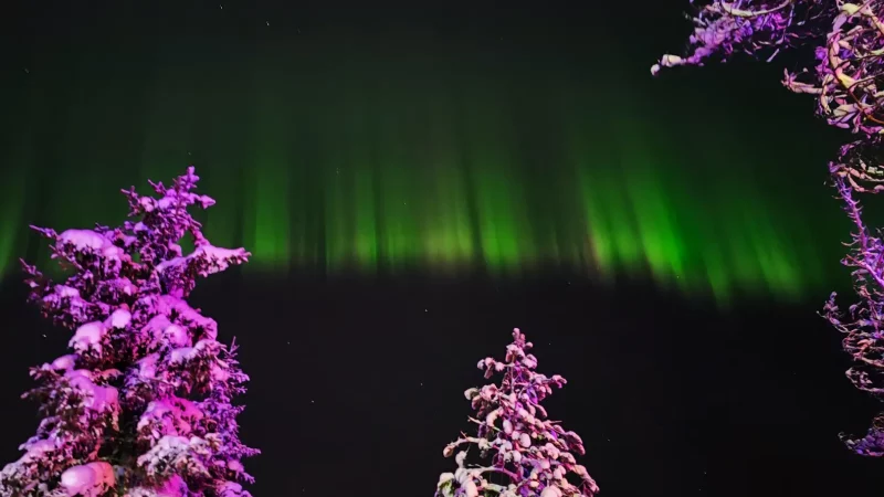 Poszukiwania zorzy na saniach z przewodnikiem w Rovaniemi