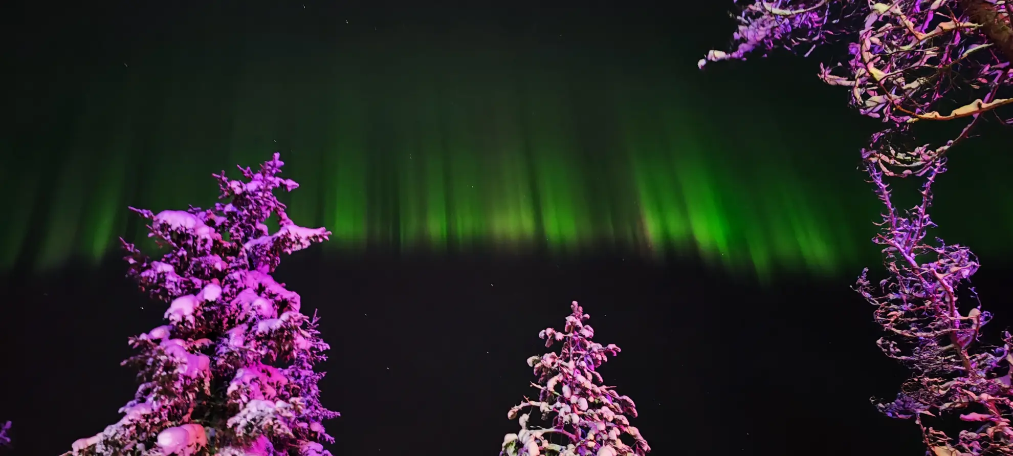 Poszukiwania zorzy na saniach z przewodnikiem w Rovaniemi